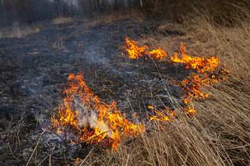 a strong forest fire breaks out in windy weather due to human fault, flames destroy dry grass on...