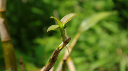 An orchid plant with roots emerges from the orchid stem