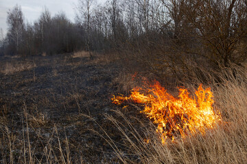 a strong forest fire breaks out in windy weather due to human fault, flames destroy dry grass on...