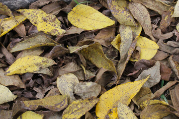 autumn leaves on the ground