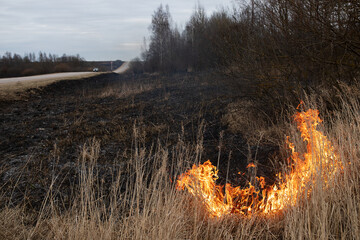 a strong forest fire breaks out in windy weather due to human fault, flames destroy dry grass on...
