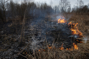 a strong forest fire breaks out in windy weather due to human fault, flames destroy dry grass on...