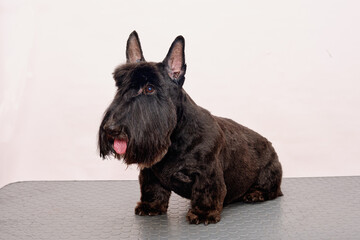 scotch terrier after grooming on a white background in an animal salon
