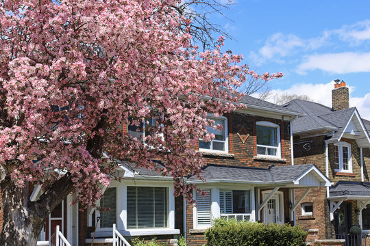 Residential neighborhood in spring with flowering crabapple tree
