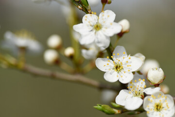 Obraz premium Flowering branch of an apple tree on a blurry background.