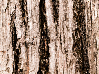 Obraz premium Fondo de corteza de madera con textura