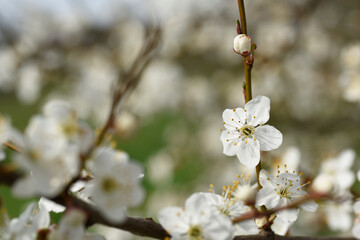 Flowering branches of an apple tree on a blurry background of a garden. Text background.
