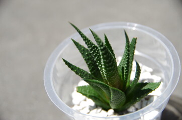 とがったハオルチア