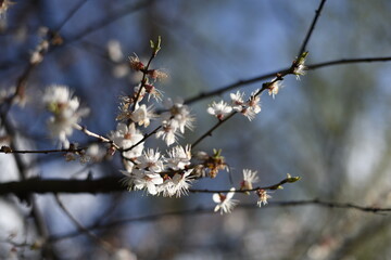 Cherry blossom branches in a fruit orchard on a blurry background of a blue spring sky.