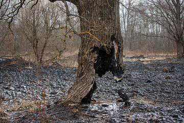 burned to the ground the trunk of a tree that continues to grow, the consequences of a natural fire on the charred ashes, a strange tree that survived fire is severely damaged, environmental damage