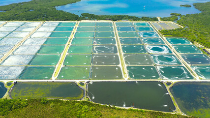 Shrimp farm with ponds and aerator pump, top view. Bohol, Philippines. The growing aquaculture...