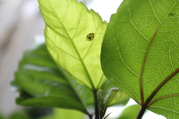 Closeup nature view of green leaves background and insect