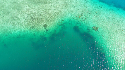 Corals in clear sea water. Coral reef copy space for text.