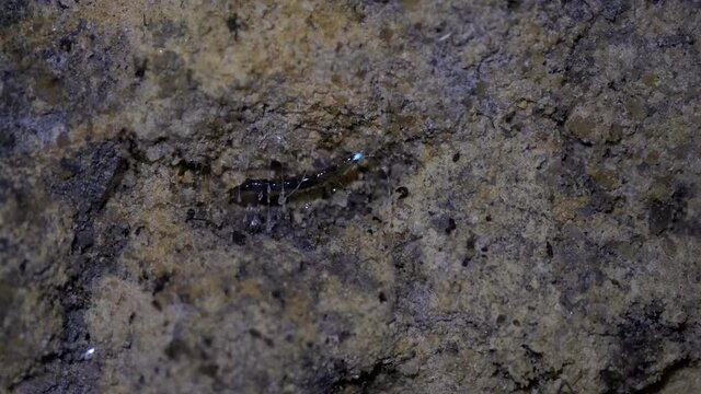 close up of a glow worm on a tunnel wall at lithgow in nsw, australia