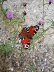 butterfly on a flower