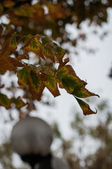 autumn leaves in the forest