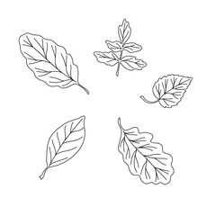 Autumn leaves simple vector minimalist concept flat style illustration, black and white hand drawn natural floral elements set, element for invitations, greeting cards, booklet, autumn holiday decor