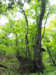 緑に囲まれた巨木