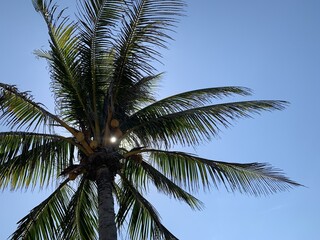 sunlight through a palm