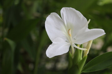 Fototapeta na wymiar Close up of white hedychium coronarium flower