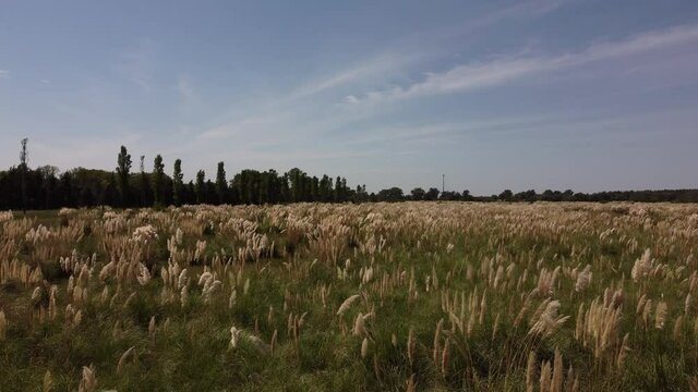 Pampas grass . Close up Grass swings in the wind. plants slowly move in the wind.