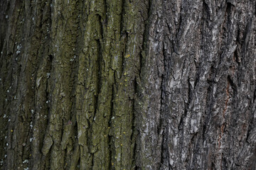 Natural texture of tree bark. Old tree trunk close-up. Natural wood background with bark patterns.