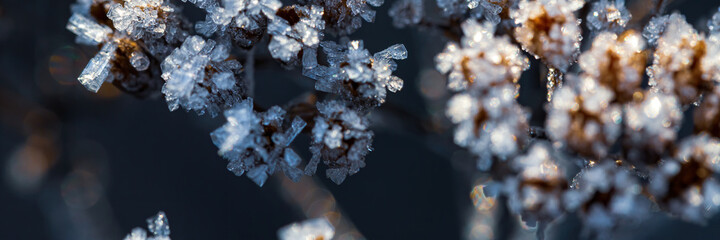 Beautiful crystals of rime ice on plants during frosts. Macro shot of hoarfrost on inflorescences. Natural background with hoarfrost on the grass. Cold weather. Winter nature. Close-up. Wide panorama.