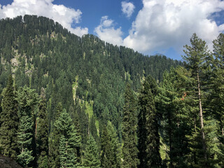Gabbin Jabba forest of pines and cedar trees in swat valley in Pakistang