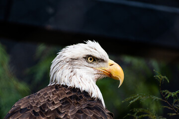 portrait of a eagle