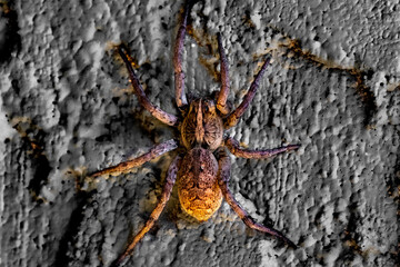 spider on the wall
