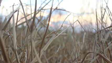 Fototapeta premium a photo of dry grass