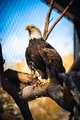 american bald eagle
