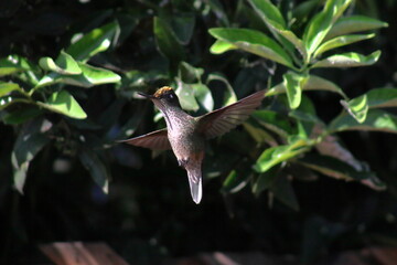 Colibrí o picaflor chico enfrentando el sol exhibiendo su pecho, vientre y su corona de color naranjo iridiscente. Sephanoides, tambíen llamado en inglés "green-backed fire crown" . © Rubn
