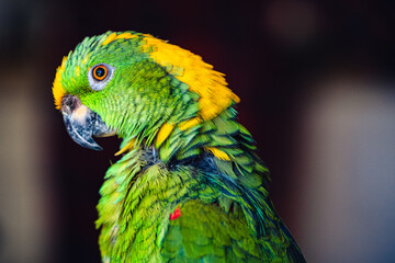blue and yellow macaw