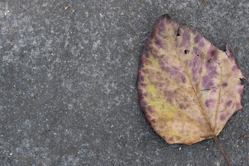 Dry leaf on the cement floor. Simple composition, Nature concept, Design element