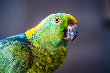 blue and gold macaw