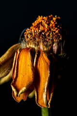 Dead Flower in the blackness