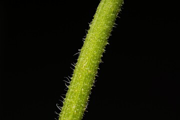 Fuzzy Green Leaf Stem