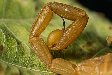 Insect Scorpion Stinger