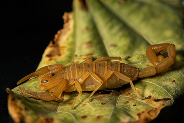Insect Scorpion on leaf