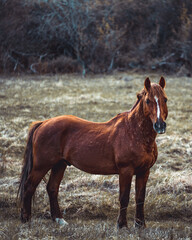 Fototapeta premium horse in the field