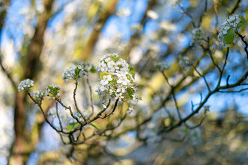 almendros en flor 