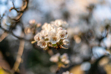 almendros en flor 