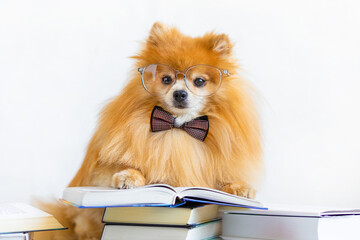 creative intelligent, smart, serious dog pomeranian spitz professor with glasses and bow tie reading book, learning information about animal, pet care, exam preparation, back to school, in the library
