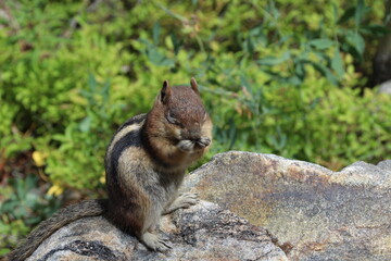 Chipmunk cuteness