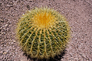 Cactus decorativos de un jardín botánico de un hotel con temática de desierto