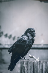 Grayscale shot of a black crow on a tree trunk