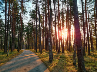 Asphalt path in the park among tall pine trees. Sunbeams and tree shadows. Sunset in coniferous forest.