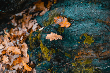 Autumn leaves on a dark background. Dry oak leaf close up. The black bark of an oak tree. Autumn romantic landscape. Fallen autumn foliage background.