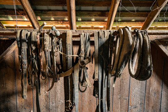 Numerous leather harnes straps hanging on the loft wall inside an old abandoned barn near Jefferson Oregon.